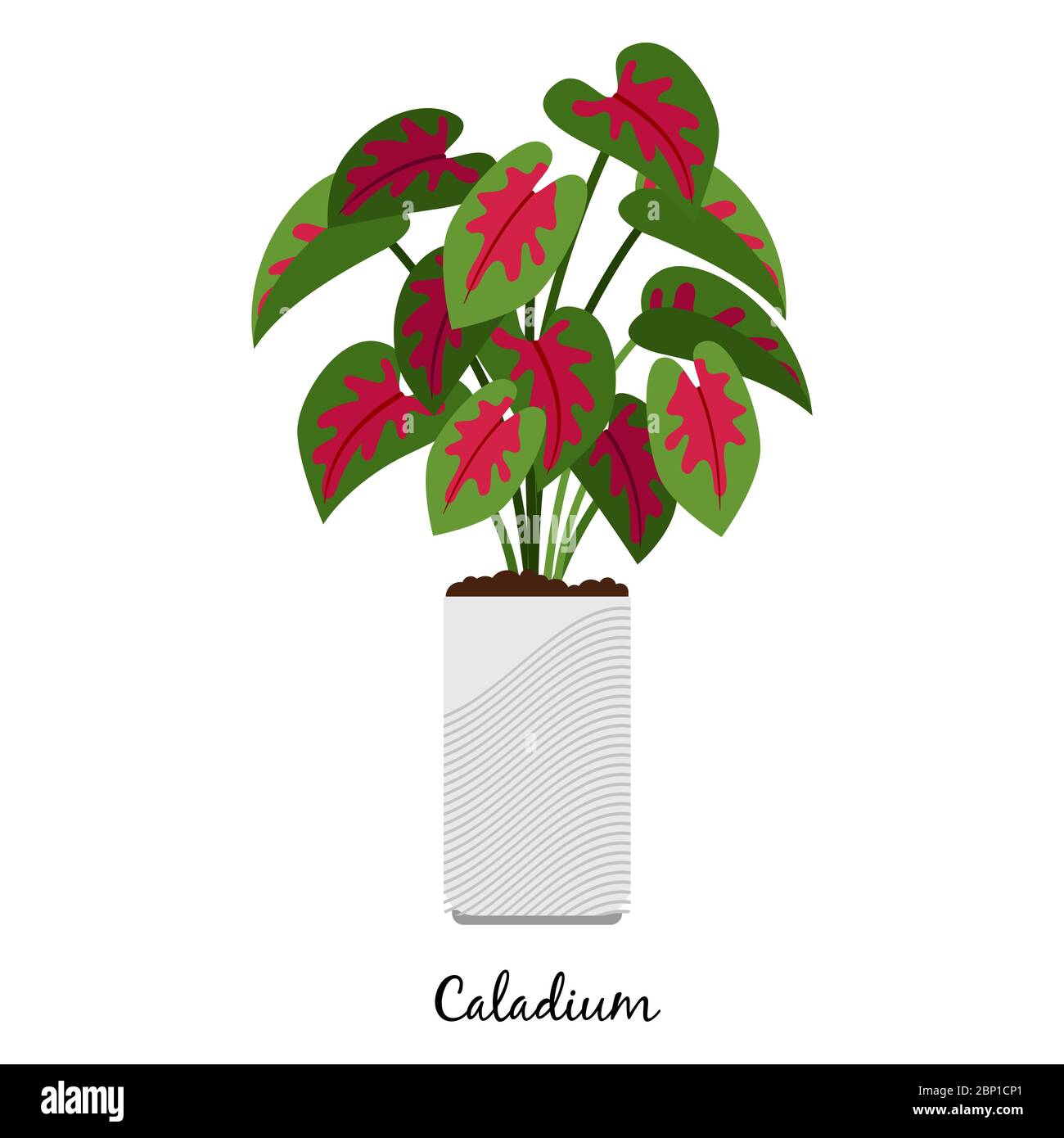 Plante de Caladium en pot isolée sur fond blanc, illustration vectorielle Illustration de Vecteur