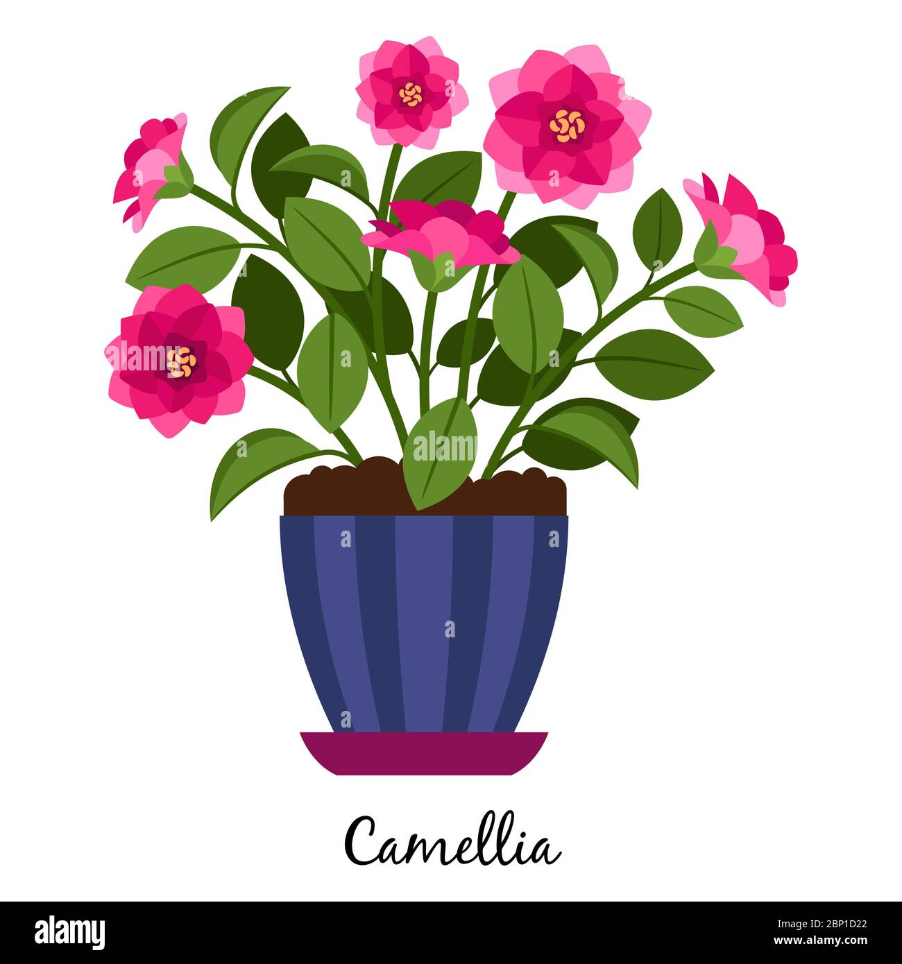Plante Camellia en pot isolée sur fond blanc, illustration vectorielle Illustration de Vecteur