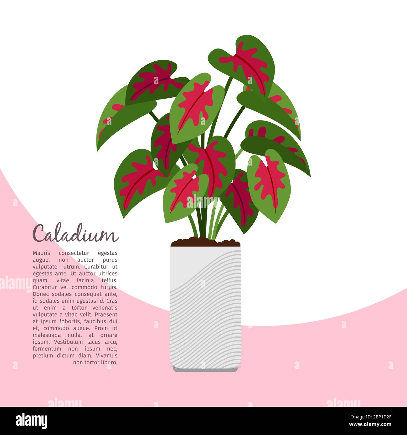 Plante intérieure de Caladium dans le modèle de bannière pot, illustration vectorielle Illustration de Vecteur