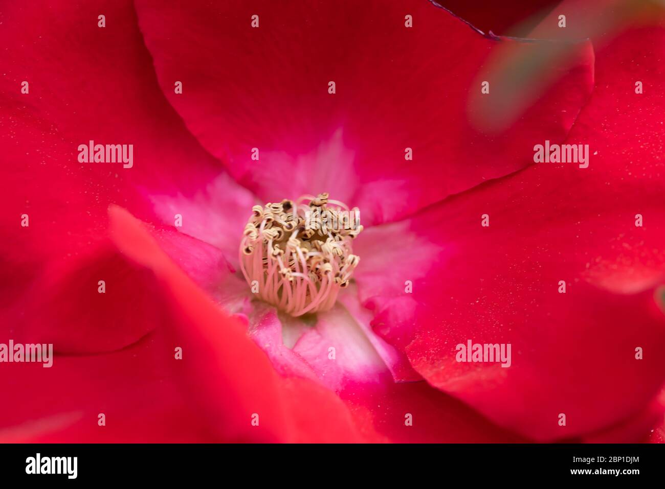 Rose Banque D'Images