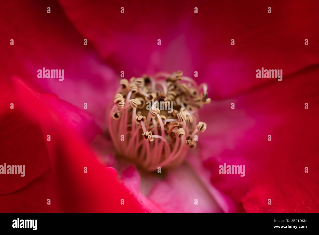 Art floral Banque D'Images