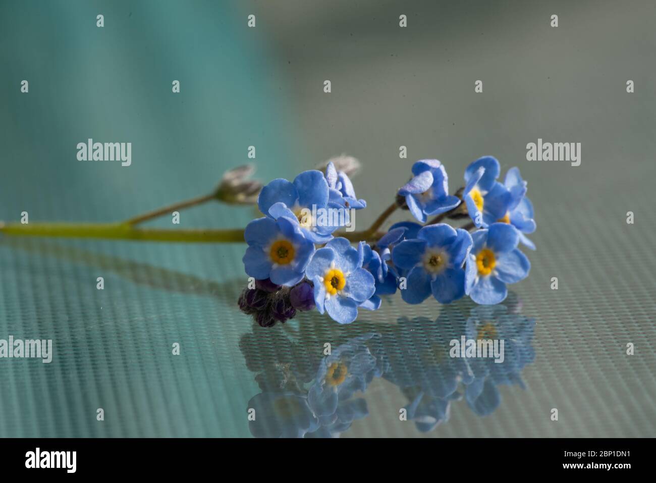 Art floral Banque D'Images