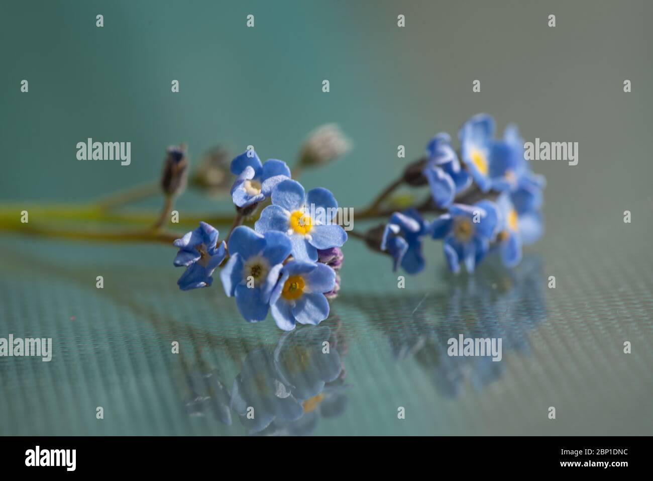 Art floral Banque D'Images