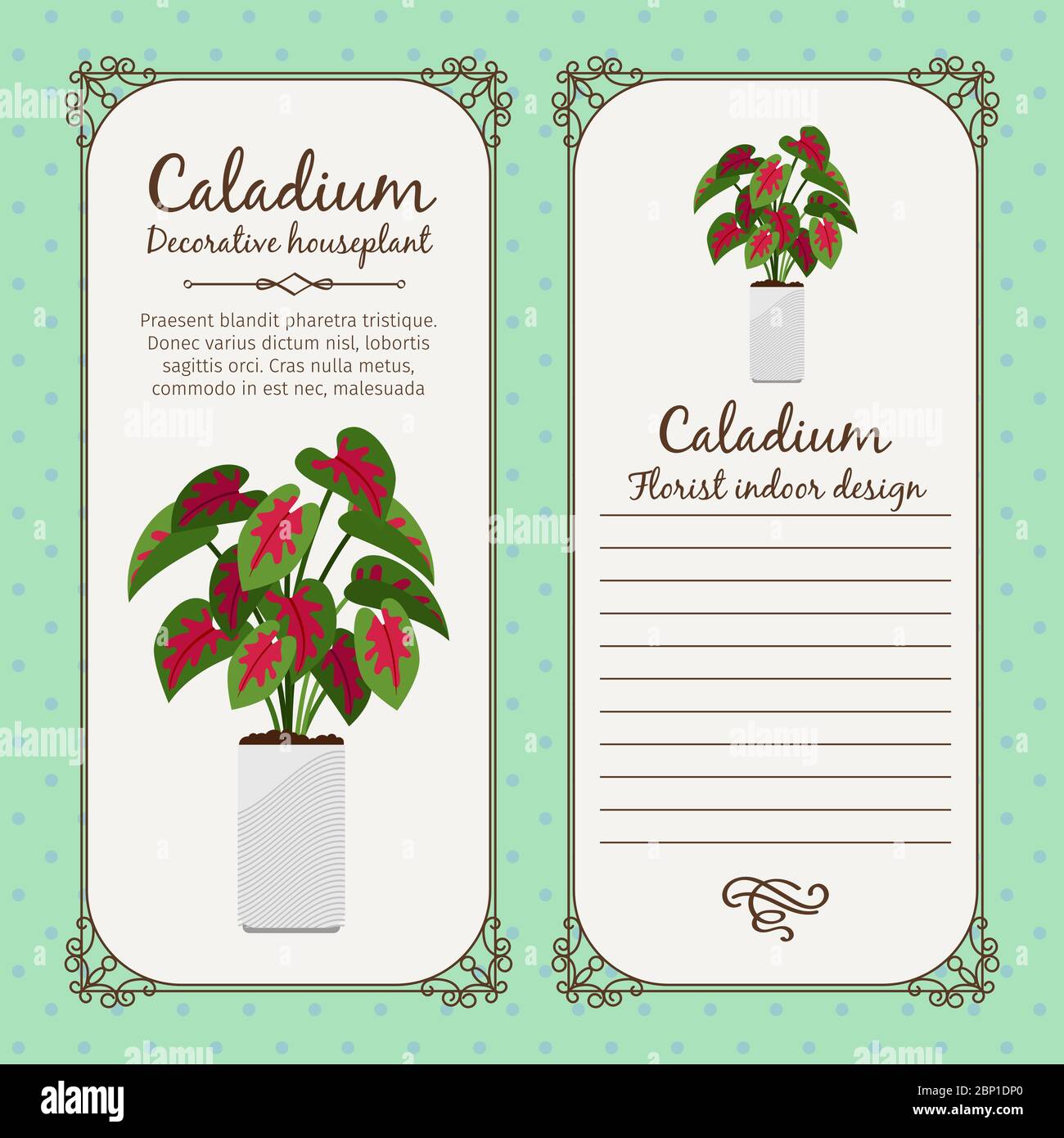 Modèle d'étiquette vintage avec plante décorative au caladium en pot, illustration vectorielle Illustration de Vecteur