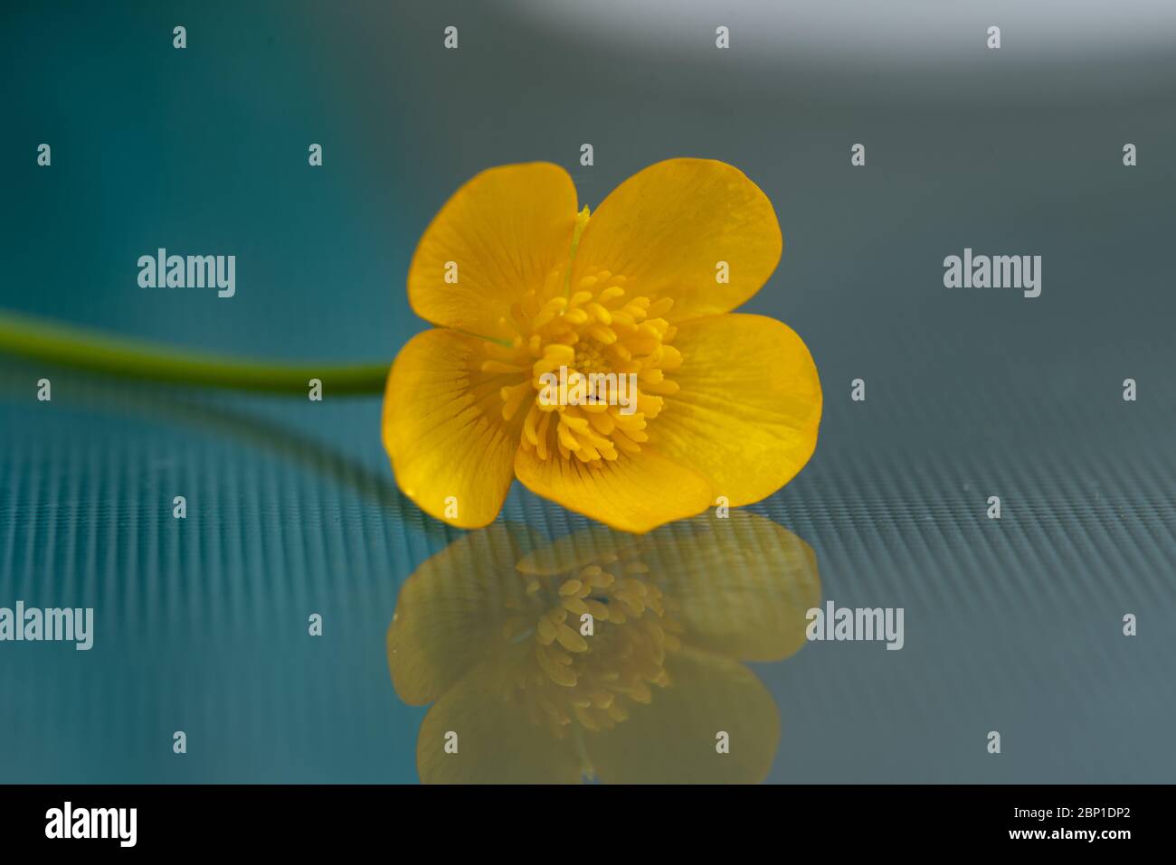 Art floral Banque D'Images