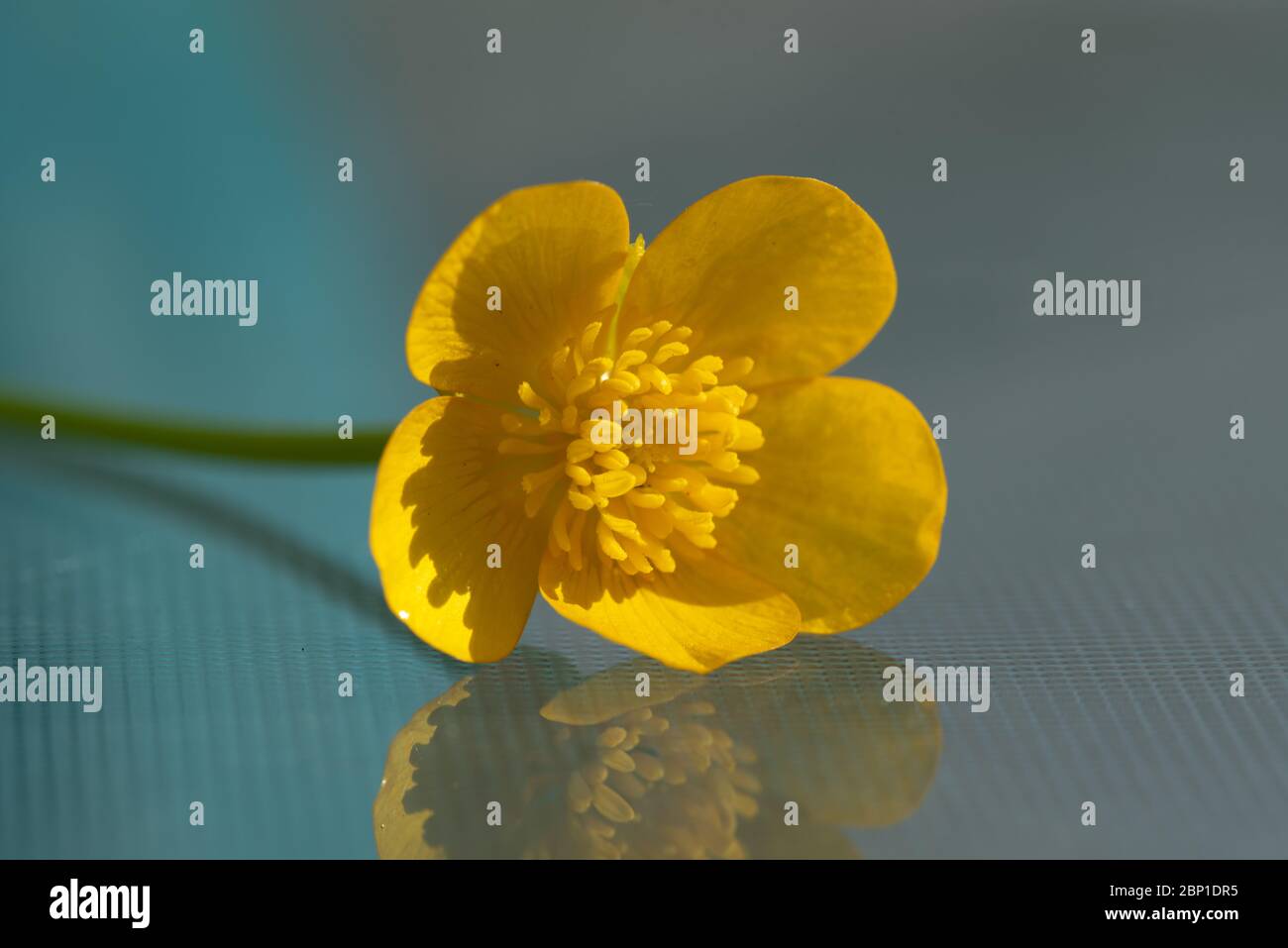 Art floral Banque D'Images