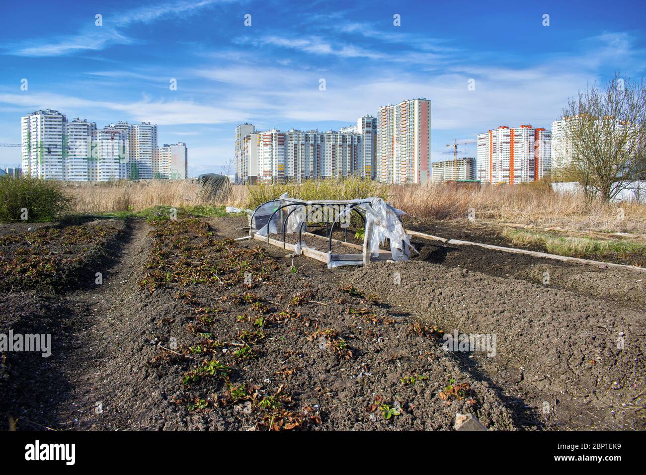 Pas encore creusé des lits et une serre pour les légumes non couverts de film sur un champ surcultivé avec l'herbe de l'année dernière sur le fond de multi- Banque D'Images