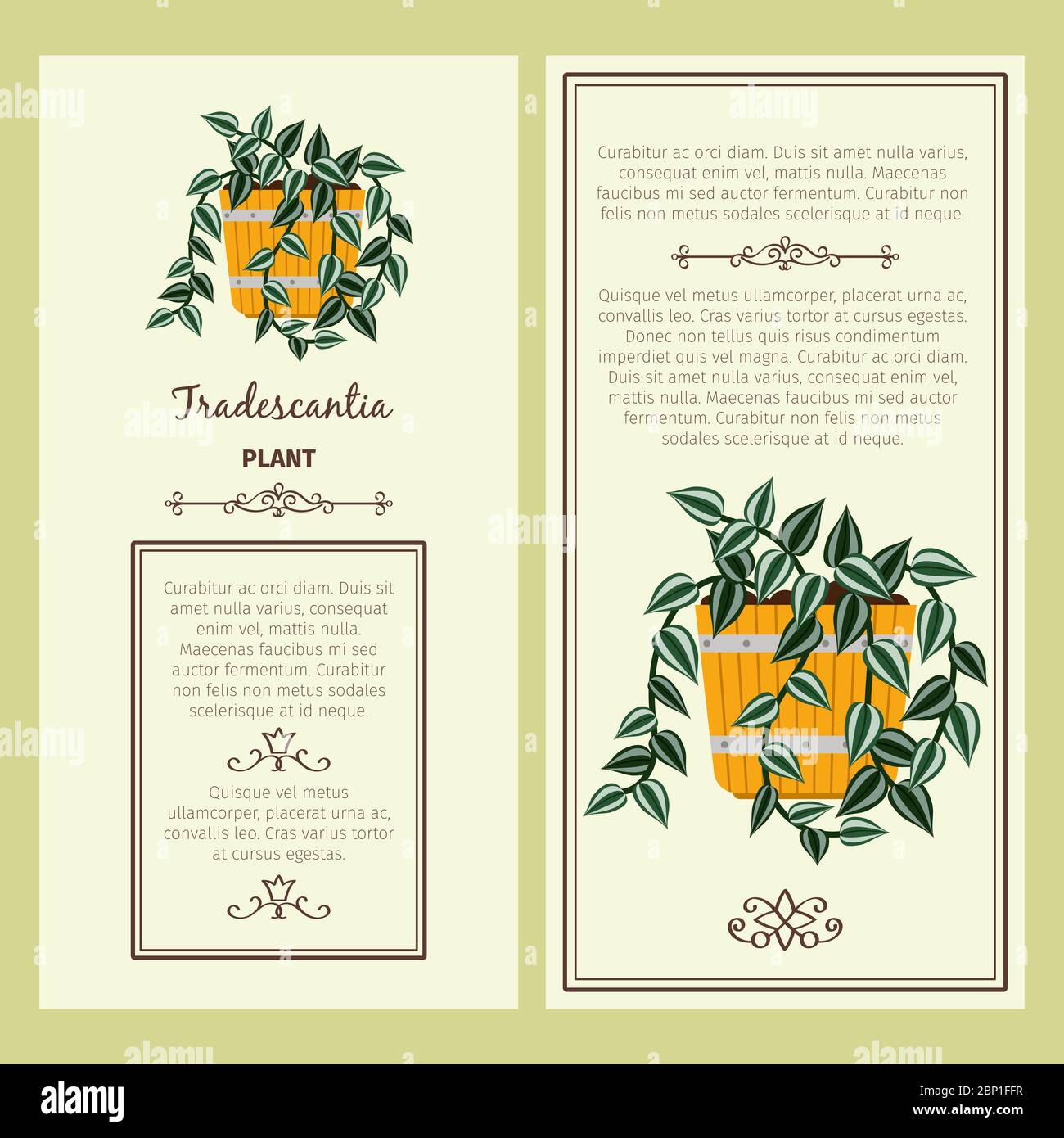 Carte de voeux avec usine décorative tradescantia, cadre carré. Illustration vectorielle Illustration de Vecteur