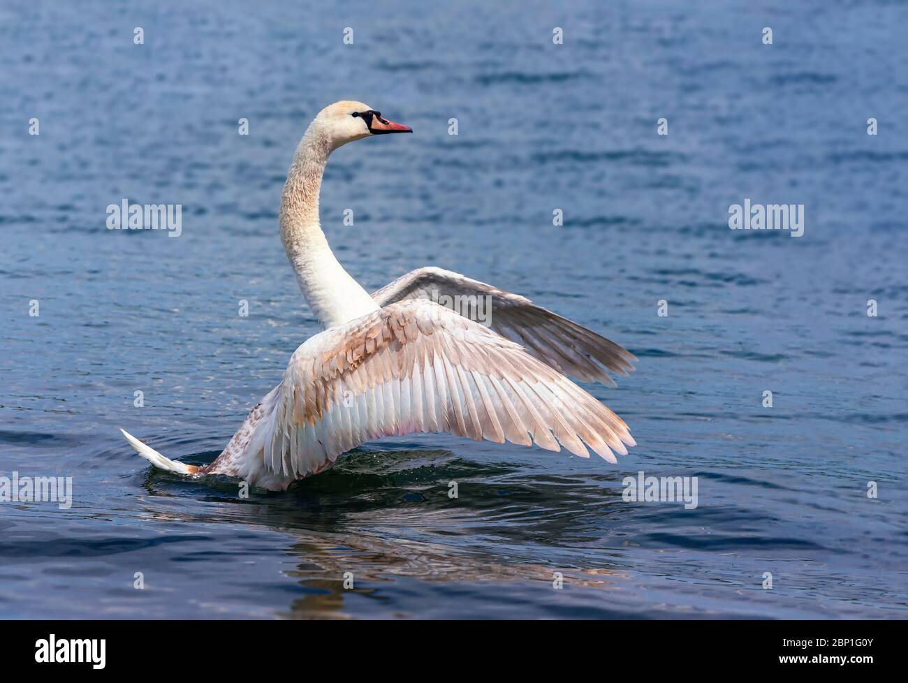 Muet cygne (Cygnus olor) les ailes se répandent et s'atterrissent sur le lac Banque D'Images Muet cygne (Cygnus olor) les ailes se répandent et s'atterrissent sur le lac Banque D'Images