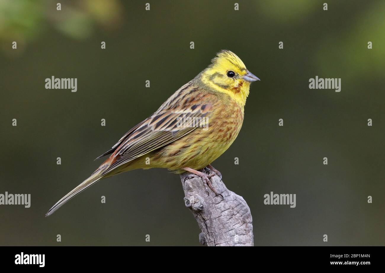 Yellowhammer, homme, assis sur la perche, gros plan Banque D'Images