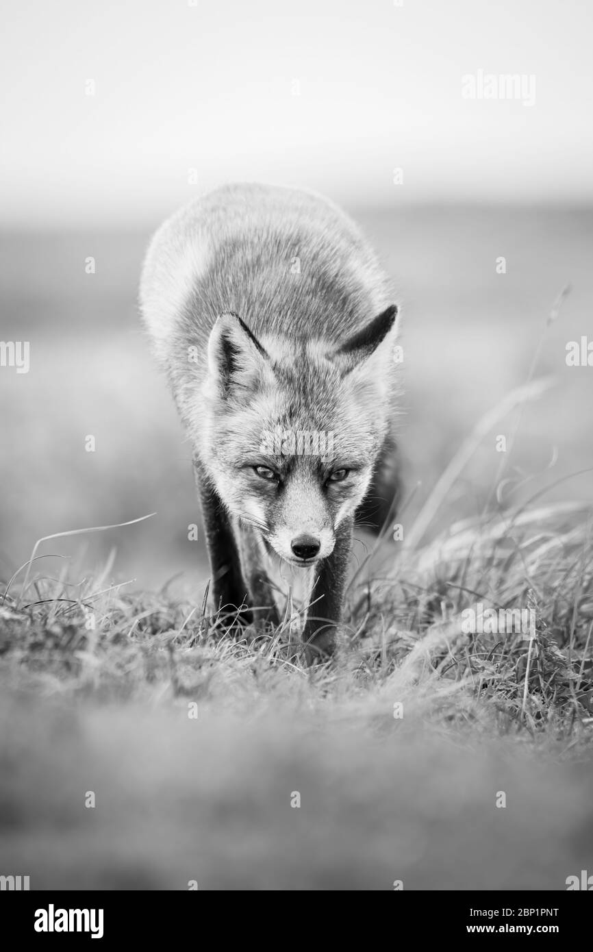 Zandvoort, Hollande, Amsterdam Coast un renard rouge européen de chasse Banque D'Images