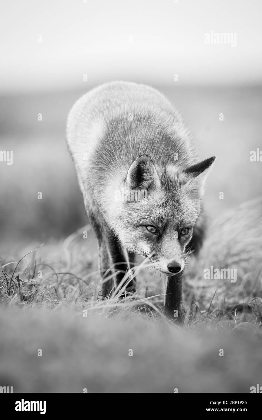 Zandvoort, Hollande, Amsterdam Coast un renard rouge européen de chasse Banque D'Images