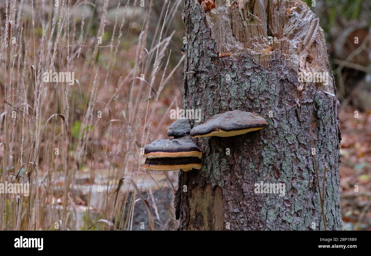 Les champignons polypores du groupe od poussent en automne sur une souche d'épinette morte cassée, forêt de Bialowieza, Pologne, Europe Banque D'Images