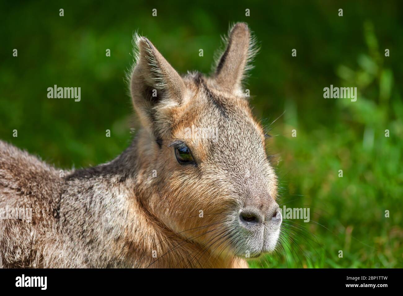 Patagonie Mara (Dolichotis patagonum) gros rongeur, famille: Caviidae, région: Argentine, Chili Banque D'Images