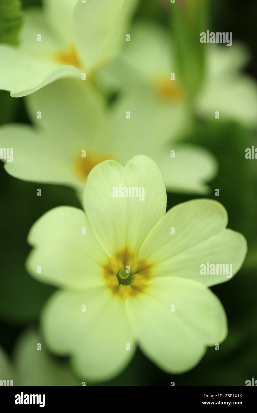 Primula jaune avec pétales doux et feuilles vertes dans le jardin, printemps jaune primula, fleurs de printemps macro, fleurs jaunes, photo florale, macro photograp Banque D'Images