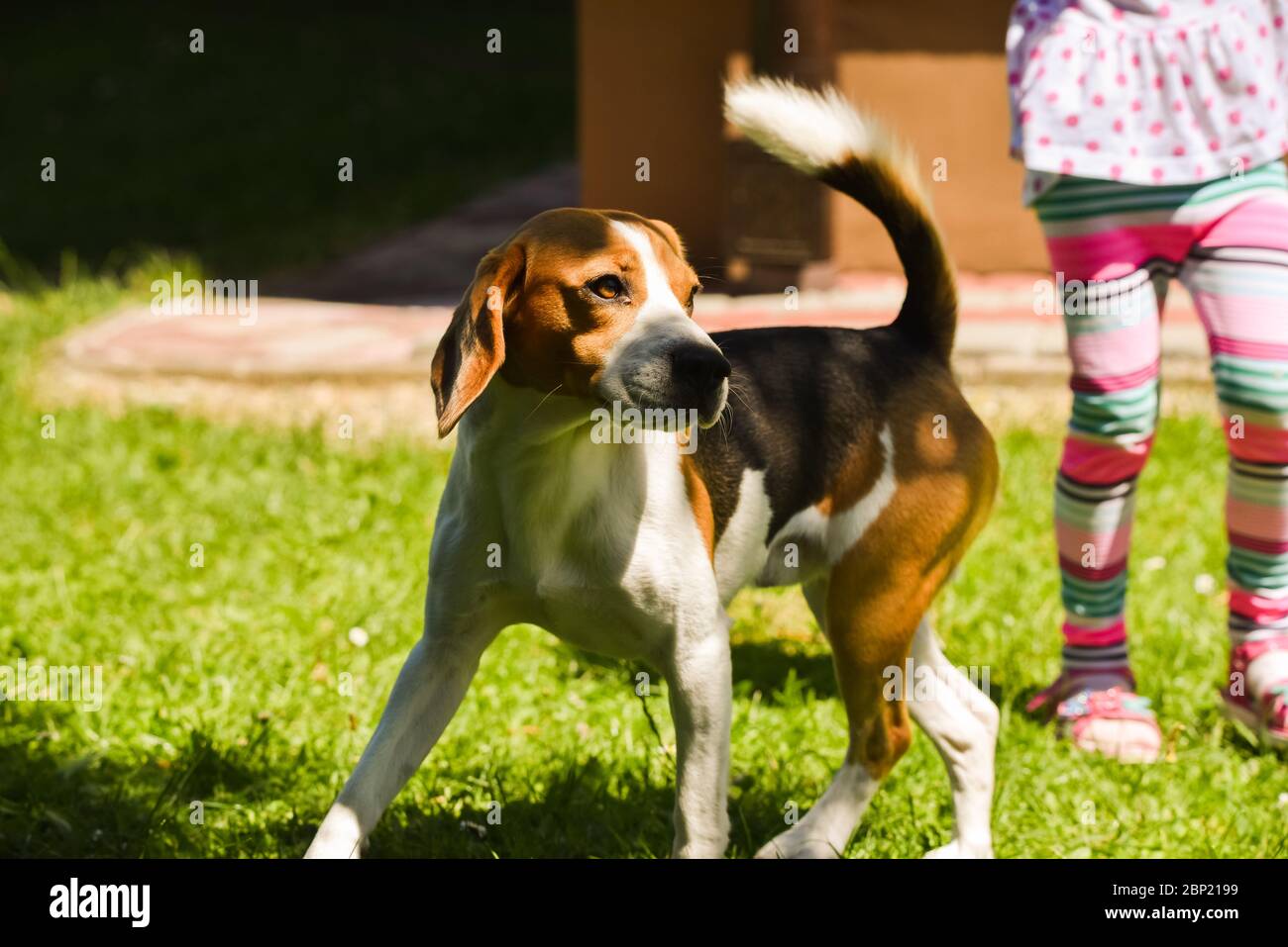 Pelouse active Beagle Dog avec enfant Banque D'Images