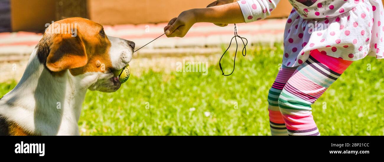 Bonne fille jouant avec le chien beagle chien actif de la guerre sur la pelouse. Banque D'Images