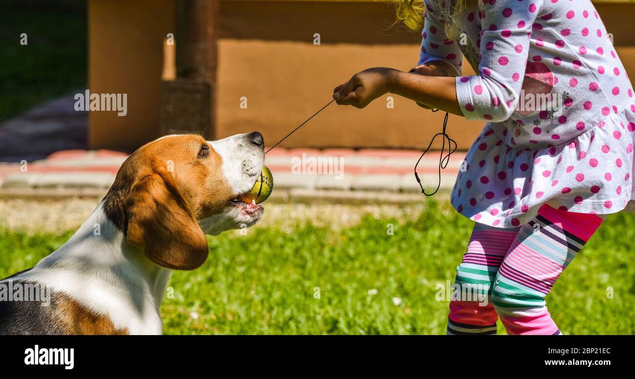 Bonne fille jouant avec le chien beagle chien actif de la guerre sur la pelouse. Banque D'Images