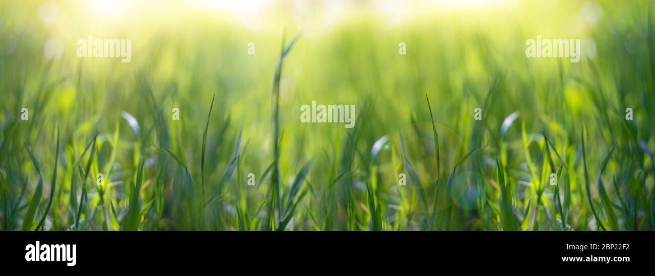 Résumé de fond d'été. Herbe verte sur un fond de forêt de coucher de soleil et de soleil éclat. Banque D'Images