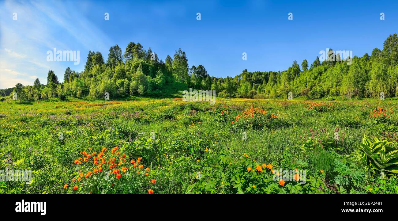 Panorama d'été du paysage rural avec la forêt florissante de glade ou de prairie. Fleurs sauvages colorées et Trollius altaicus orange, fleurs de Ranunculaceae Banque D'Images