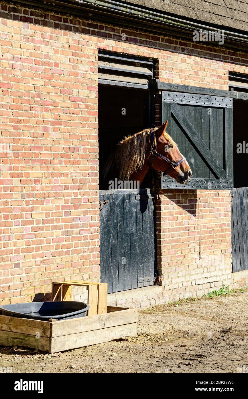 Cheval belge américain dans les écuries de Middleton place. Banque D'Images