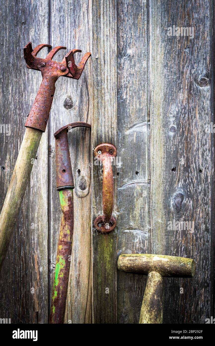 Outils de jardinage anciens et rouillés reposant sur un hangar en bois avec une poignée de porte rouillée, Ayrshire, Royaume-Uni Banque D'Images