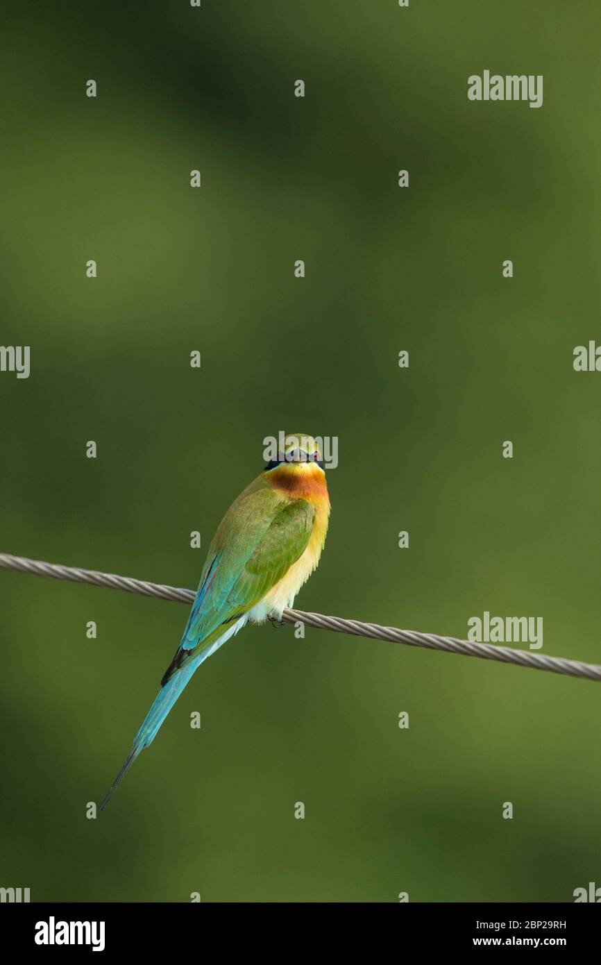 Merops philippinus, adulte, perchée sur fil, Padeli, Goa, Inde, janvier Banque D'Images