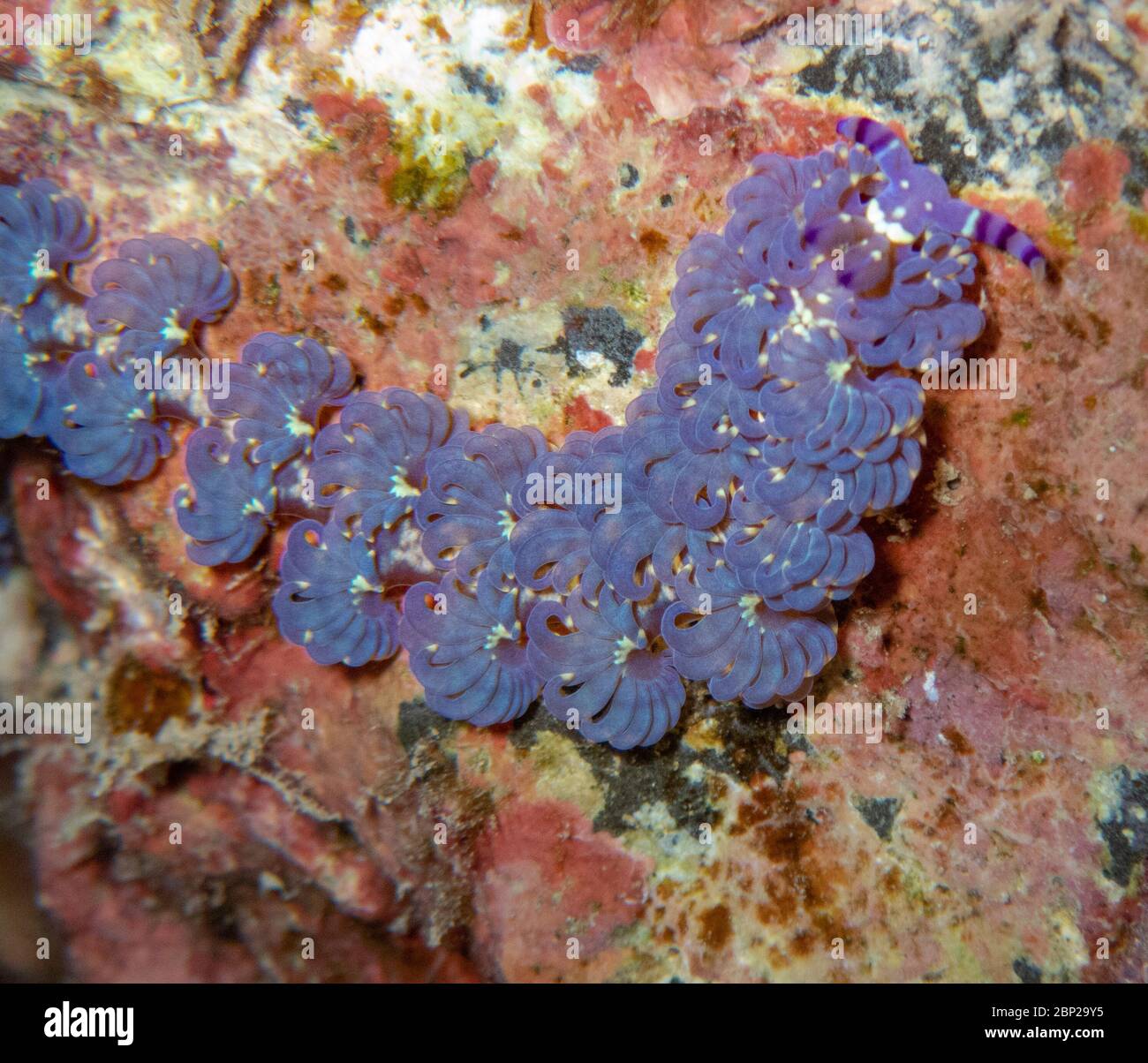 Blue Dragon Nudibranche, Big Island Hawaii. Banque D'Images