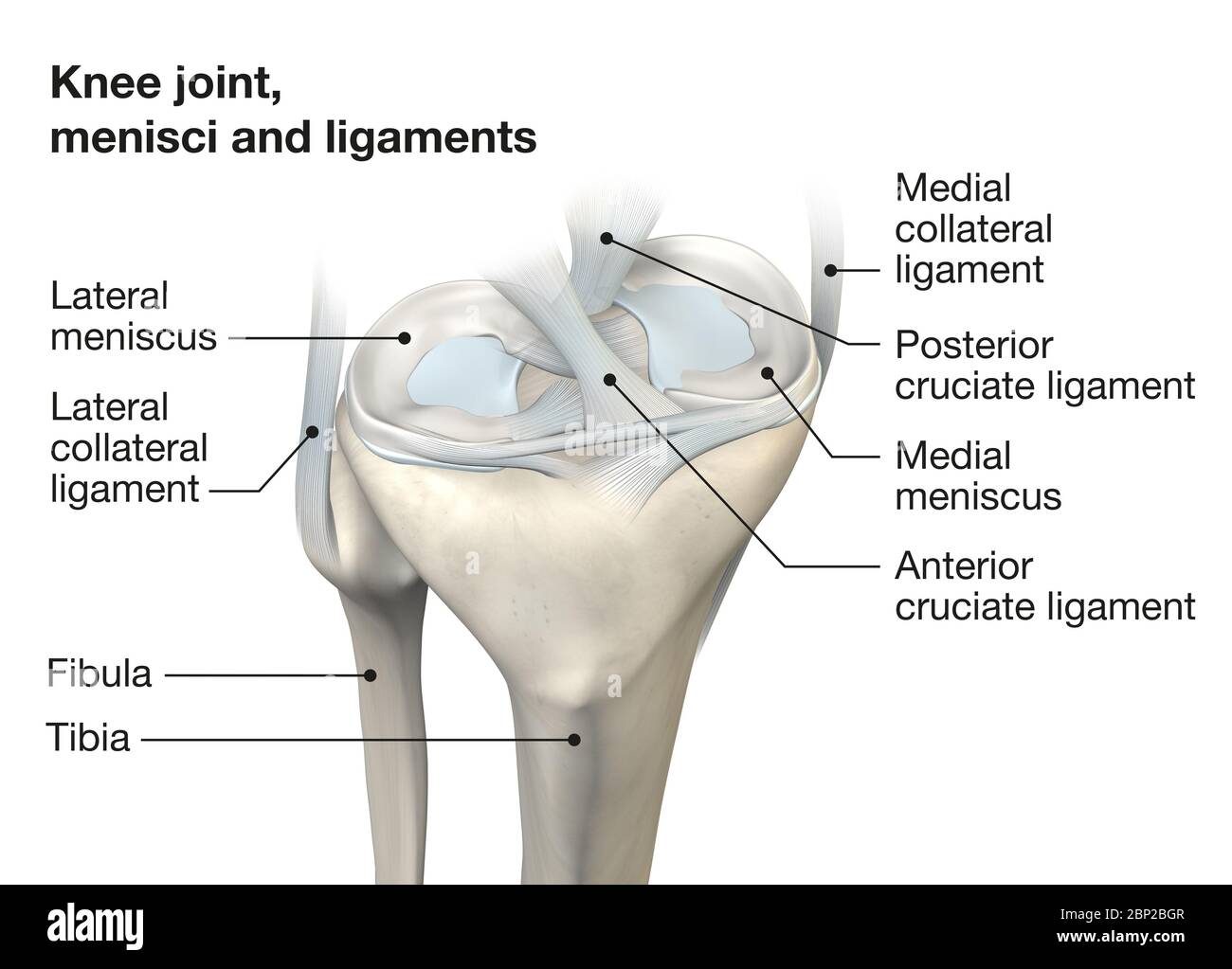 Les Diff rents Ligaments Du Genou JQNG