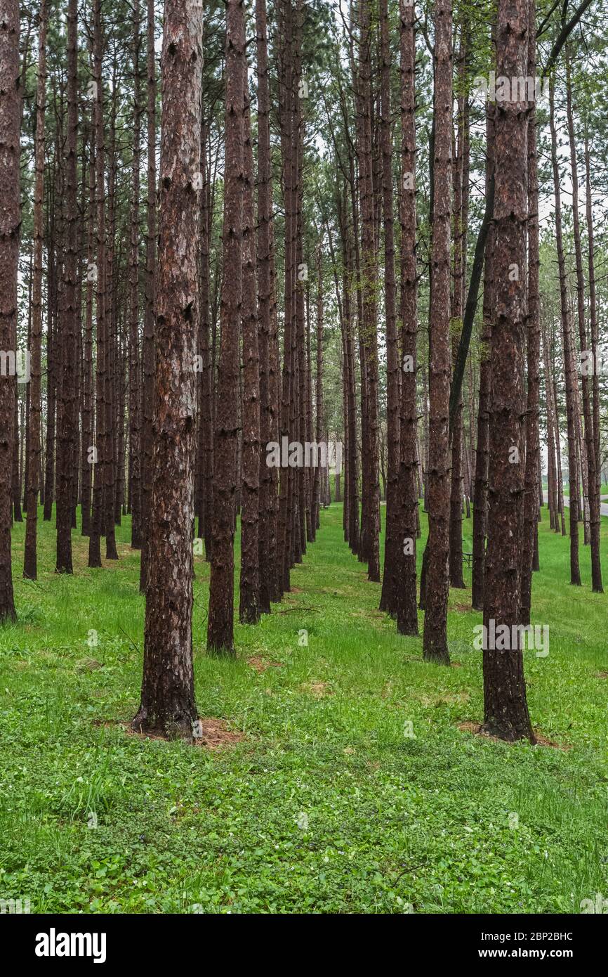 PIN rouge, alias PIN de Norvège, Pinus resinosa, croissant dans une plantation de pins dans le parc de loisirs de Johnson-Sauk Trail, Illinois, États-Unis Banque D'Images