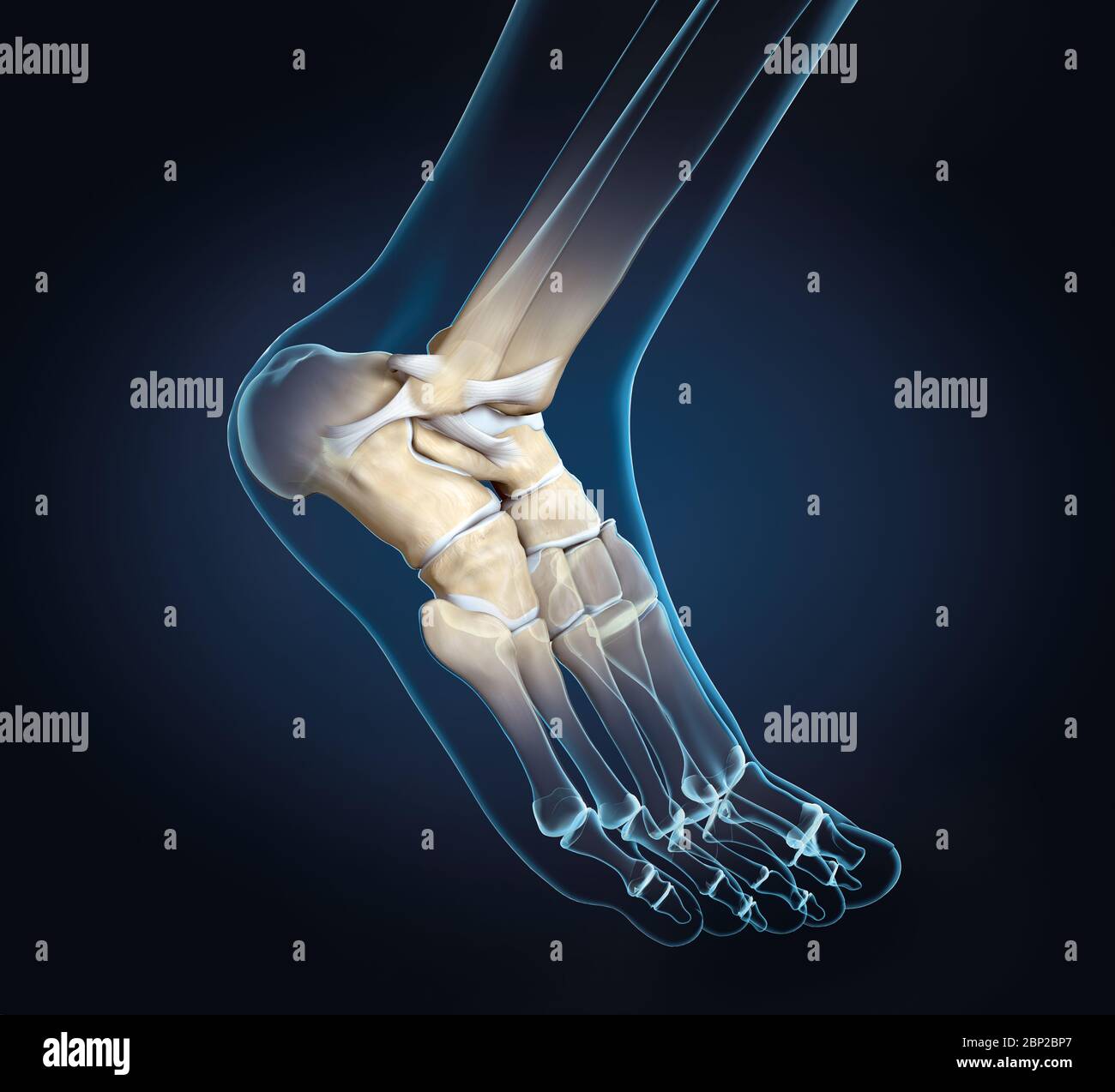 Illustration 3D montrant une articulation de la cheville avec des os, des ligaments et une capsule articulaire Banque D'Images