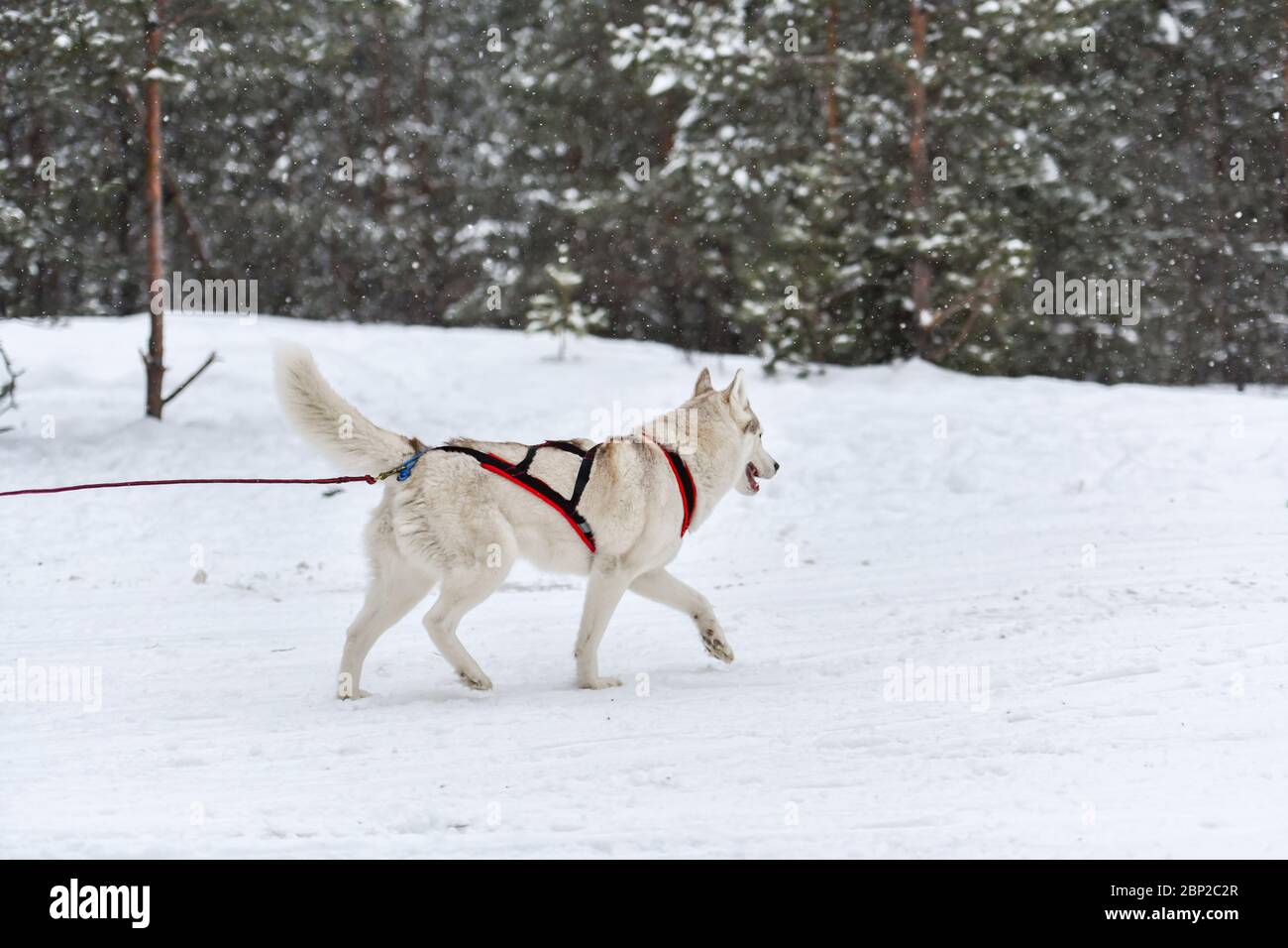 Les chiens de traîneau Husky sont dans le faisceau et tirent le pilote de chien. Compétition de championnat de sport d'hiver.TI Banque D'Images