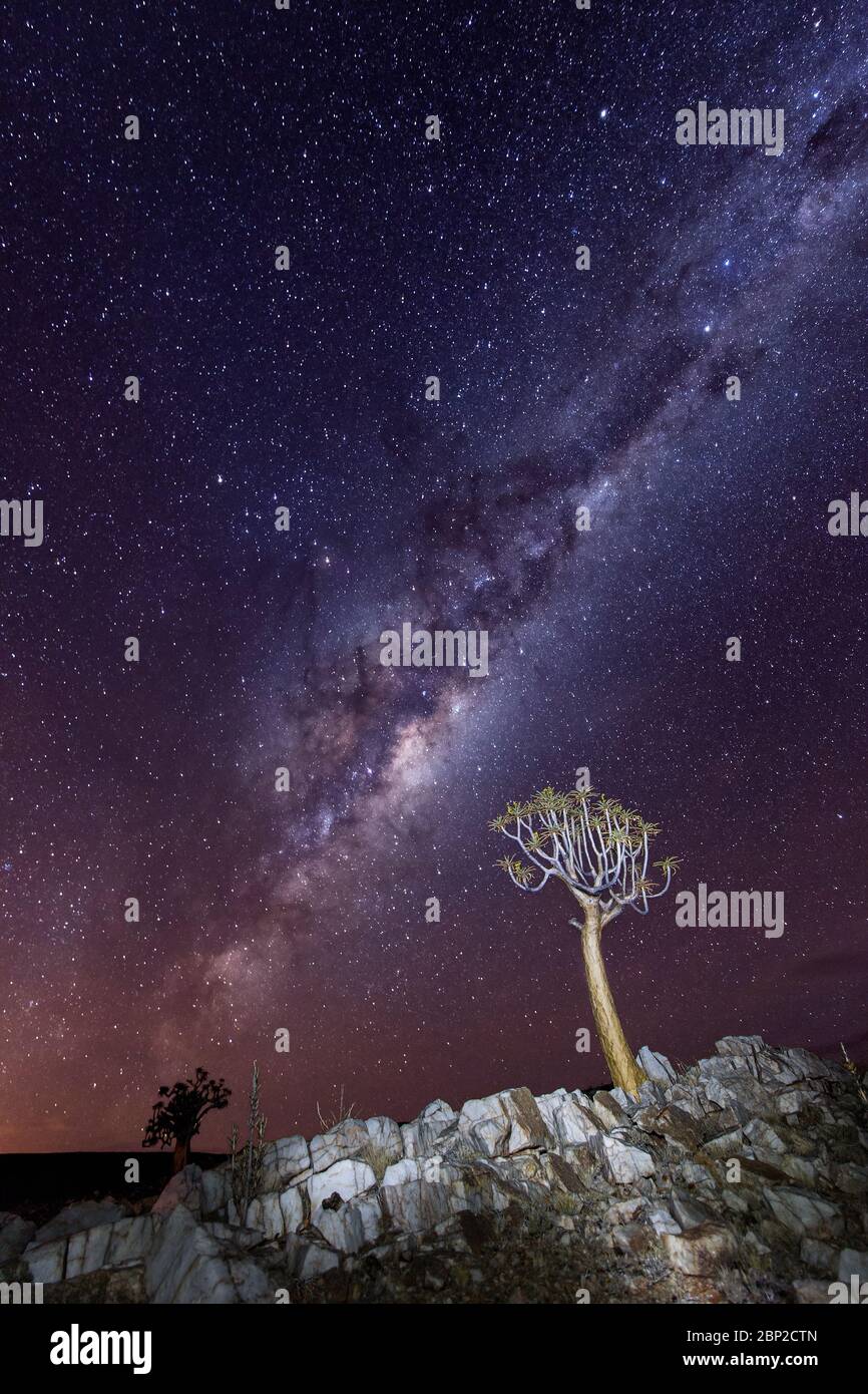 arbre de quiver sous les étoiles et milkyway Banque D'Images