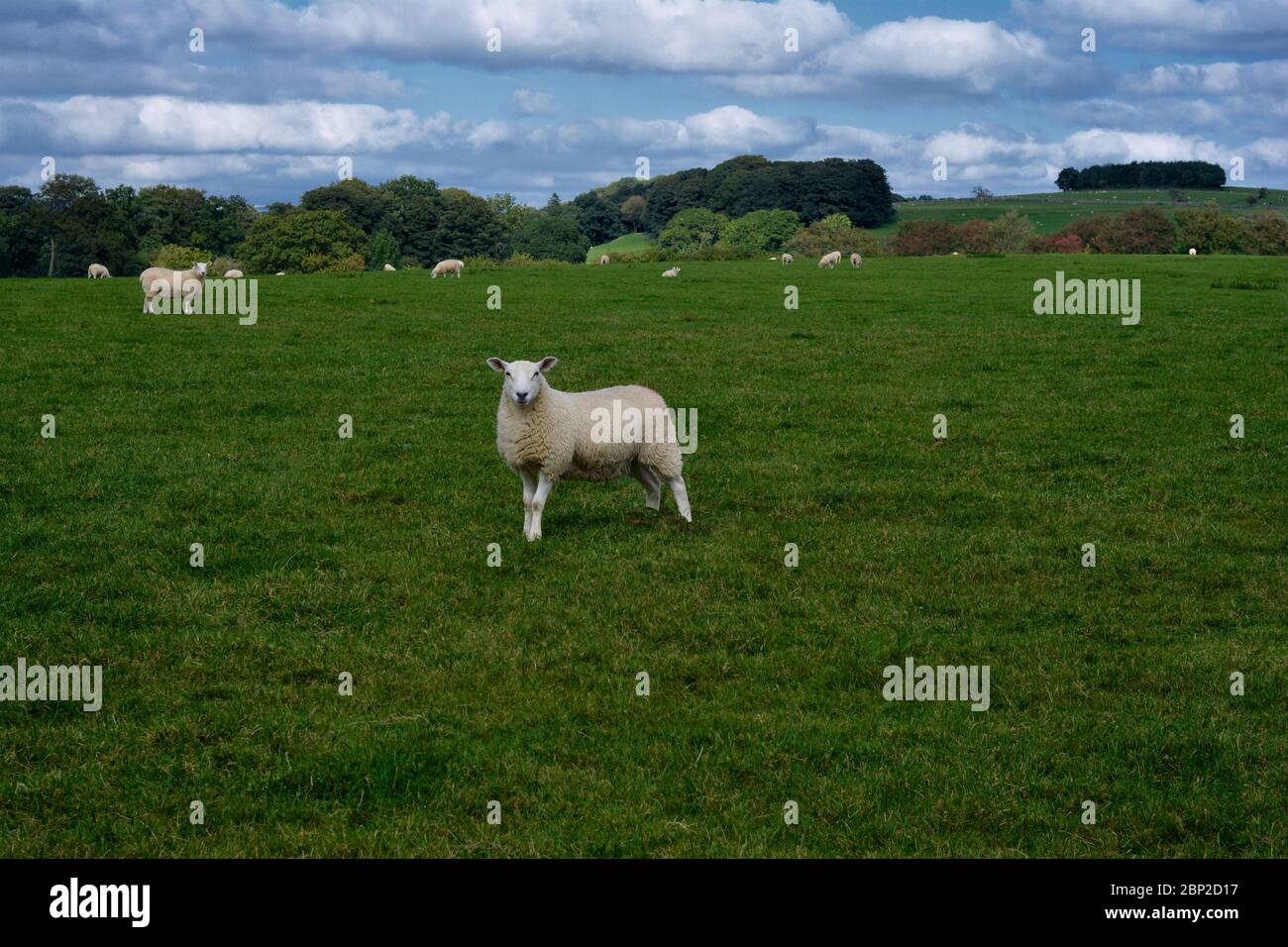 Un champ de moutons avec un regardant le spectateur Banque D'Images