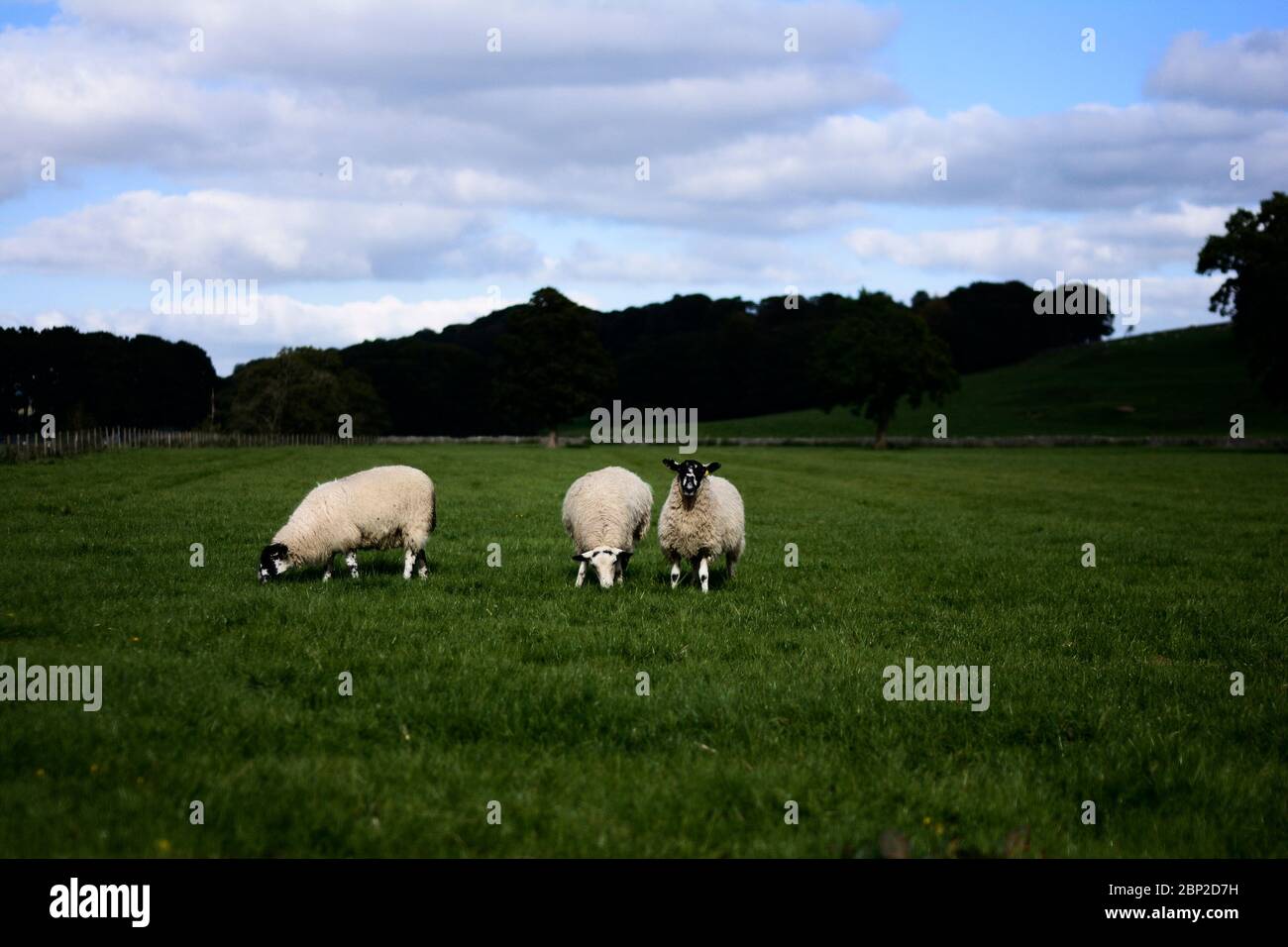 3 moutons paître dans un champ en Angleterre rurale Banque D'Images