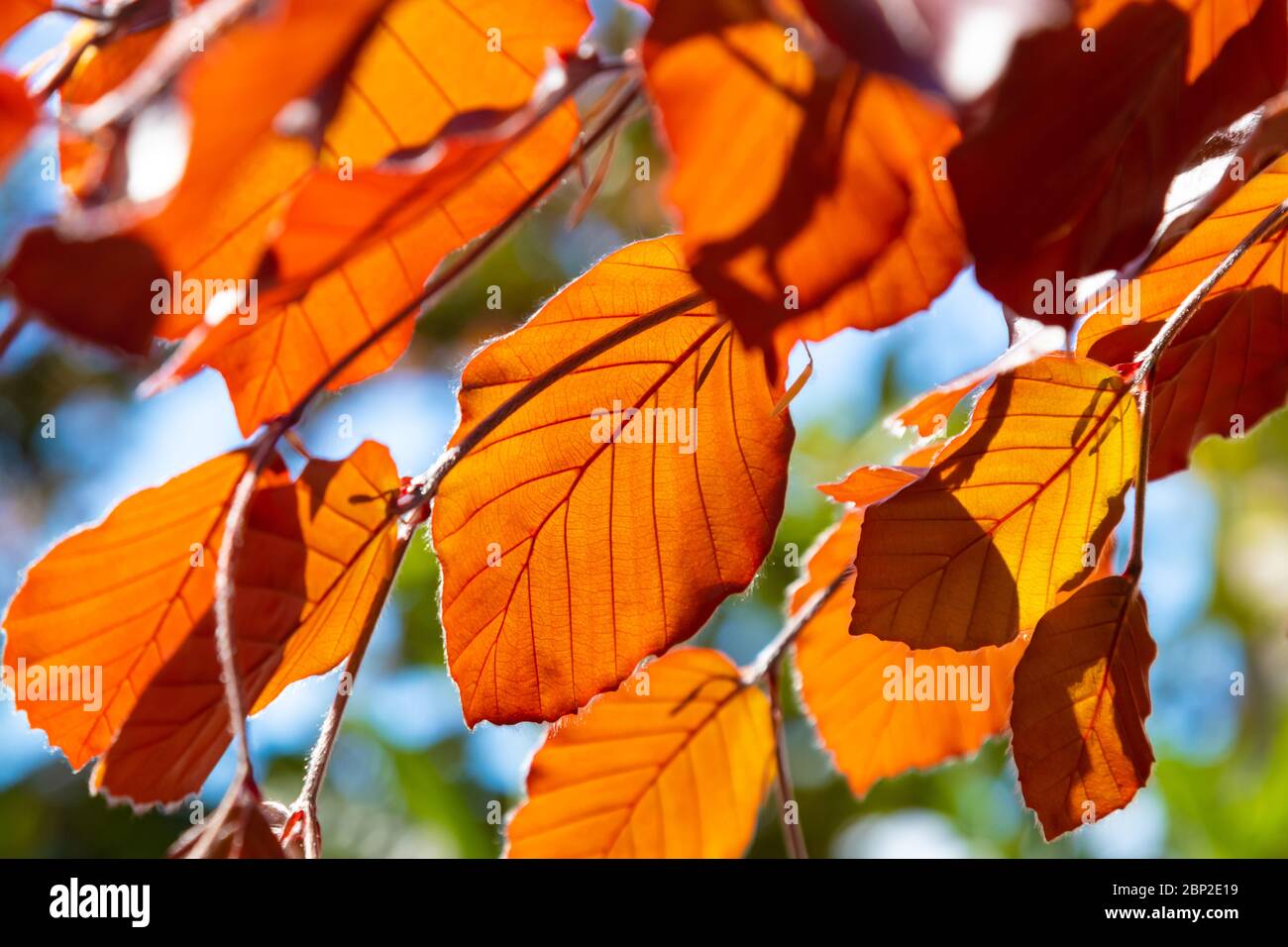 Le hêtre pourpre (hêtre de cuivre) avec des feuilles nouvellement apparues au printemps Banque D'Images