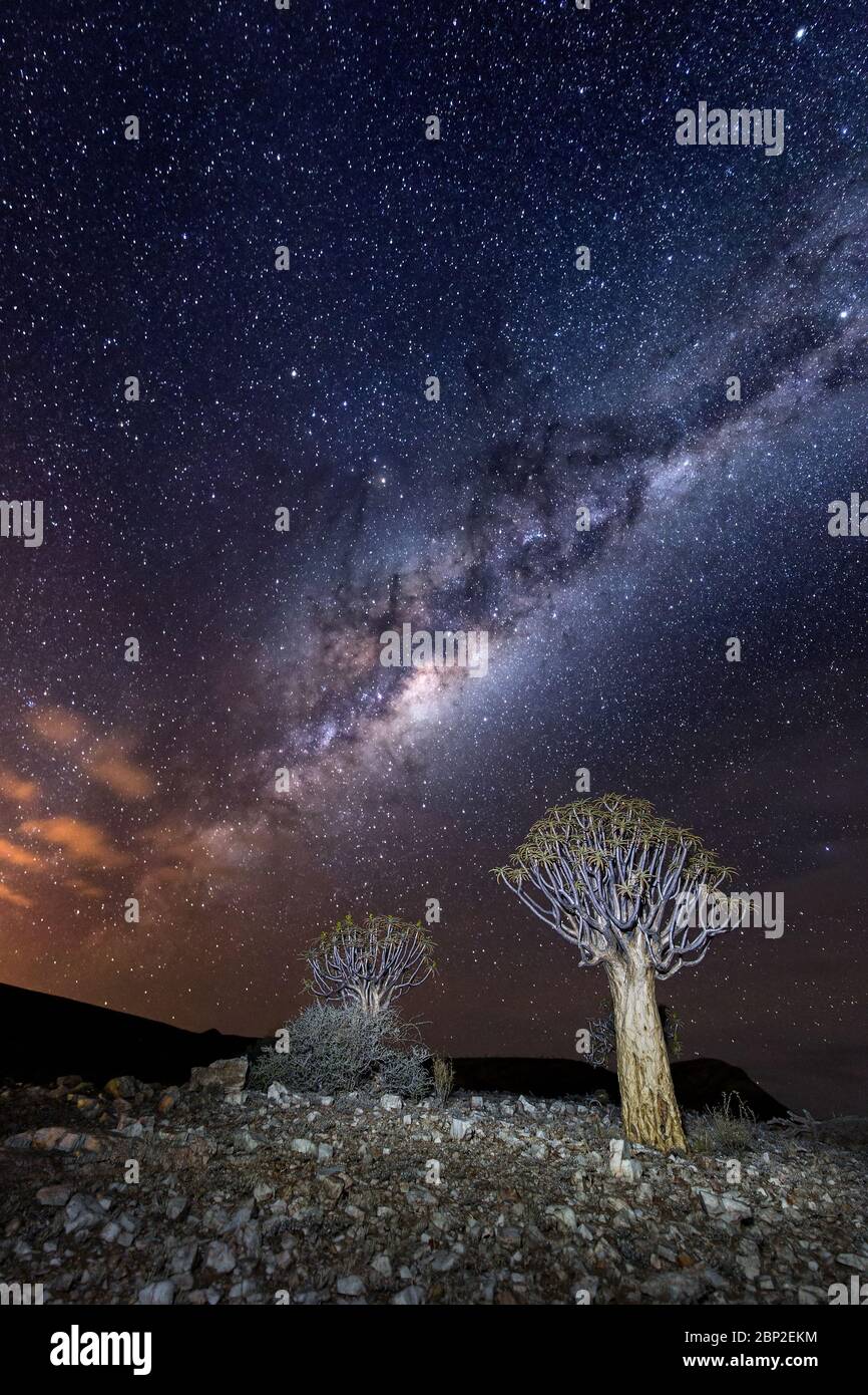 arbre de quiver sous les étoiles et milkyway Banque D'Images