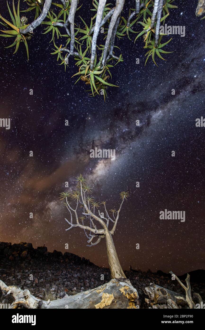 arbre de quiver sous les étoiles et milkyway Banque D'Images