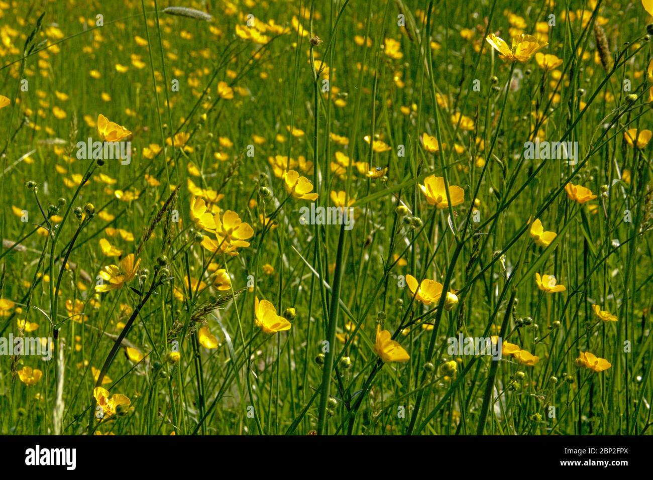 Vue latérale à angle bas sur les fleurs de buttercup jaune vif dans un pré, foyer sélectivee - Ranunculus bulbosus Banque D'Images