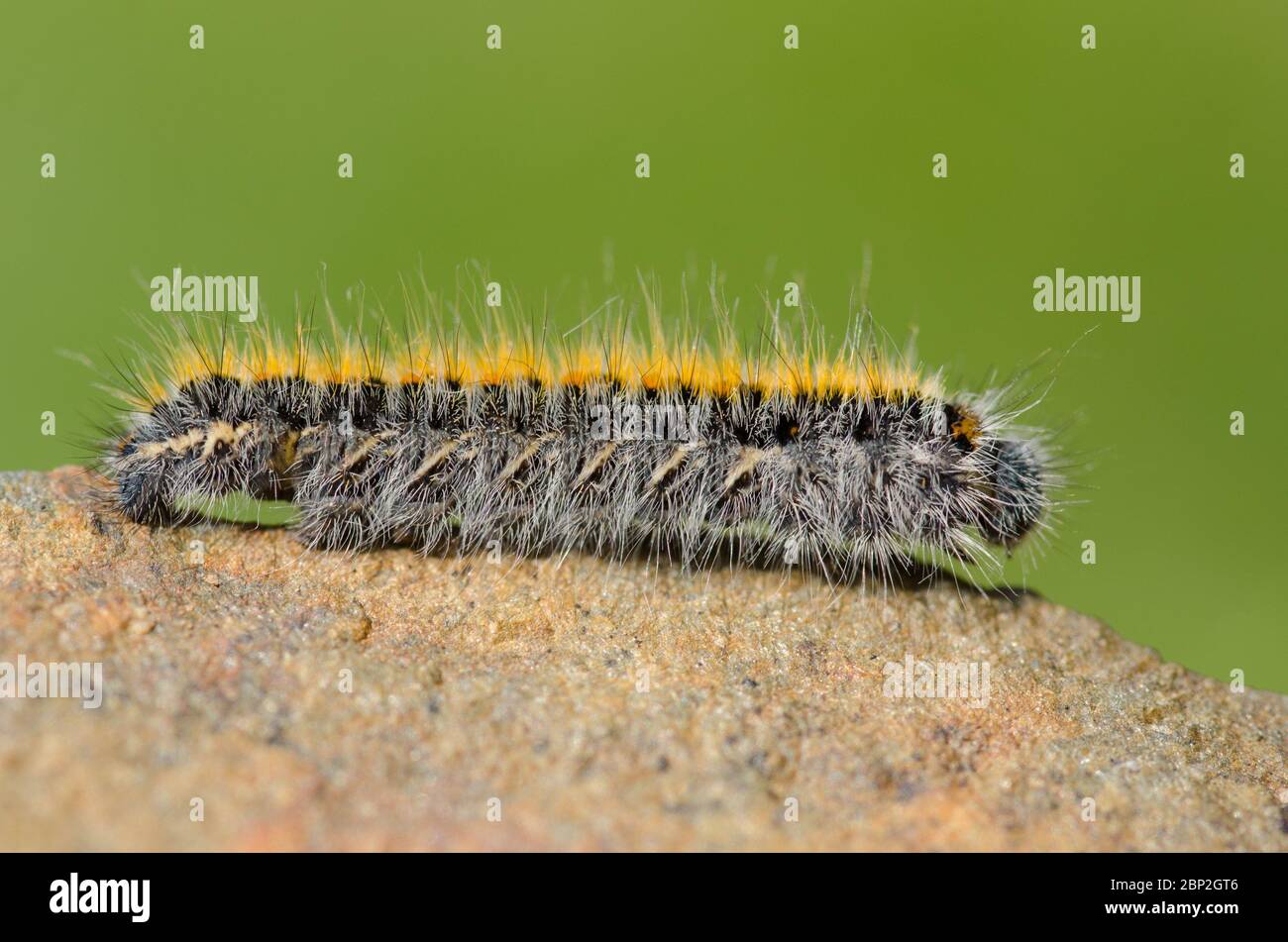 Herbe Eggar Moth larva Banque D'Images