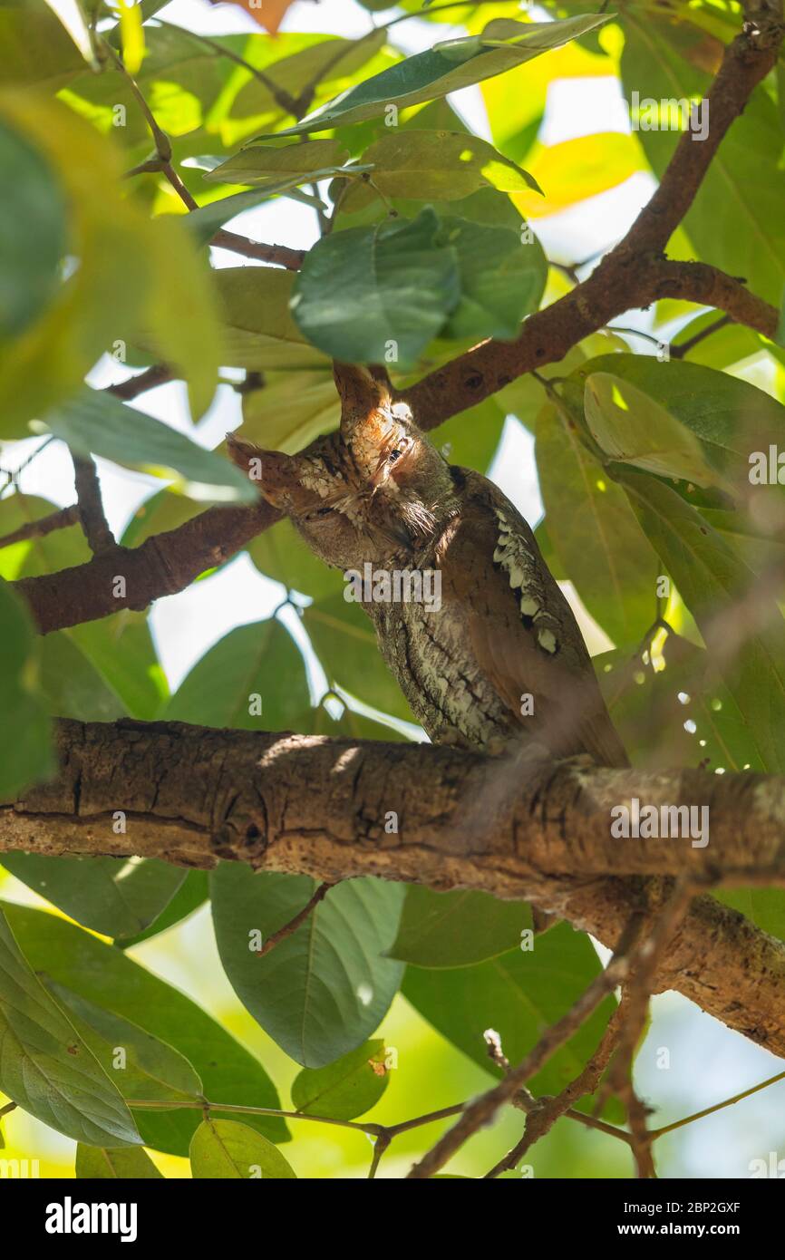 Otus scrops Owl Otus sunia, adulte, roosting dans la canopée des arbres, Bondla Wildlife Sanctuary, Goa, Inde, janvier Banque D'Images