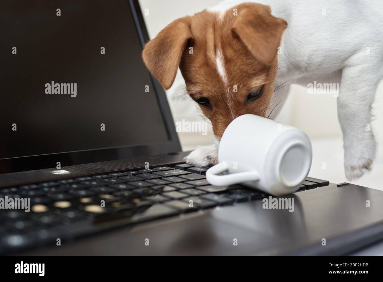 Café renversé par un chien sur le clavier de l'ordinateur portable. Dommages matériels de l'animal de compagnie Banque D'Images Café renversé par un chien sur le clavier de l'ordinateur portable. Dommages matériels de l'animal de compagnie Banque D'Images