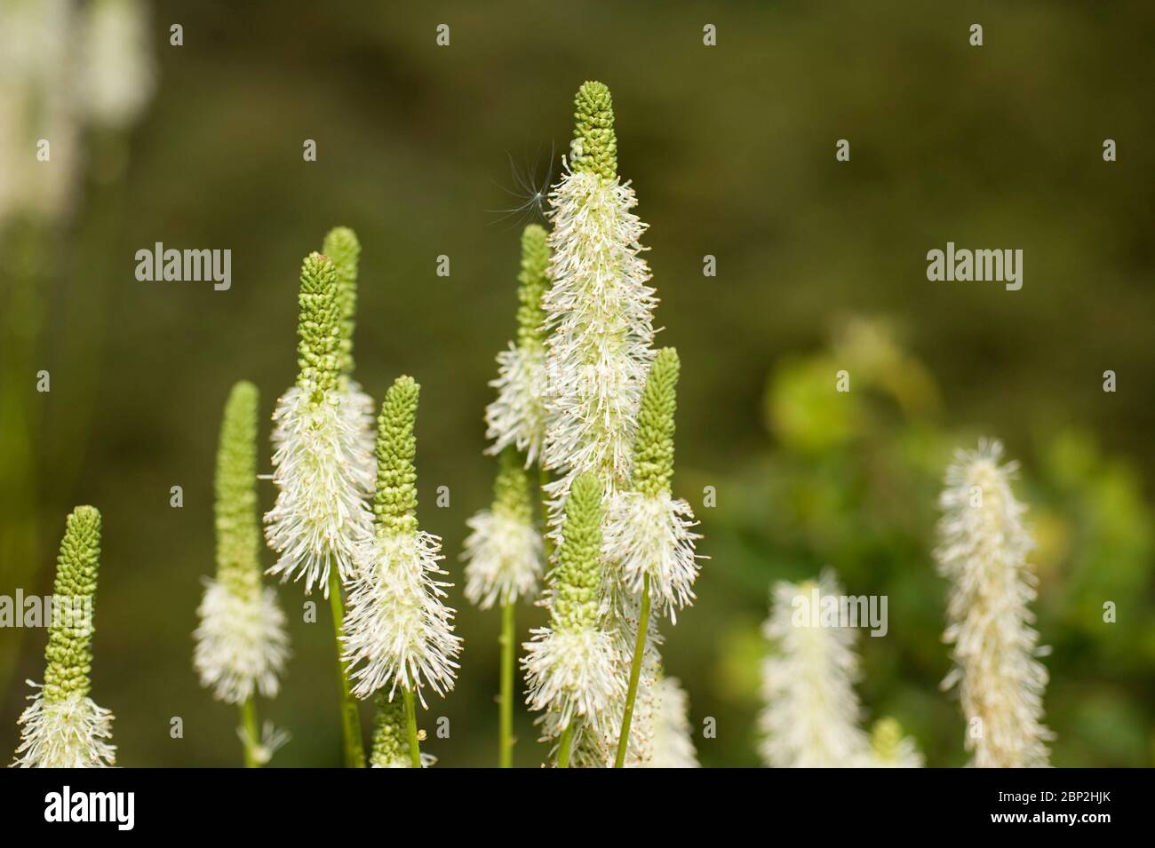 burnett canadien, Sanguisorba canadensis (NOTE : voir restriction d'utilisation). Banque D'Images