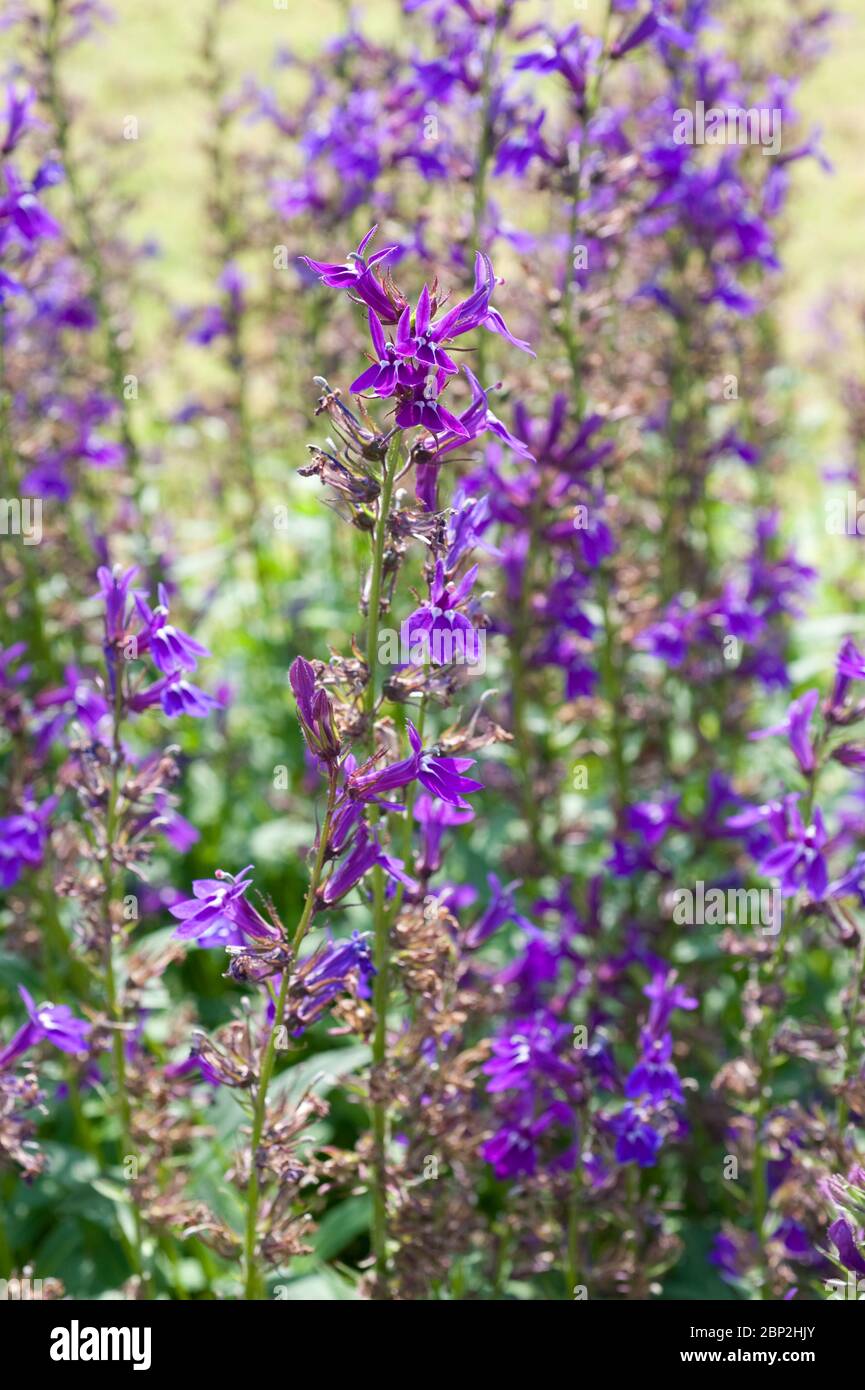 Lobelia x speciosa 'Vedrariensis' Banque D'Images