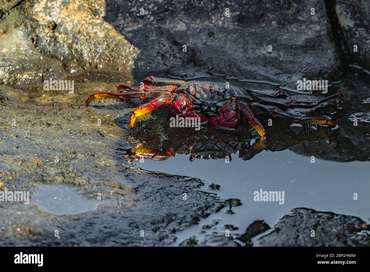 Crabe rouge - Grapsus adscénsionis - rampant sur des pierres de lave sombres. Le crabe se basse au soleil près d'une petite flaque de mer dans laquelle sa réflexion est v Banque D'Images