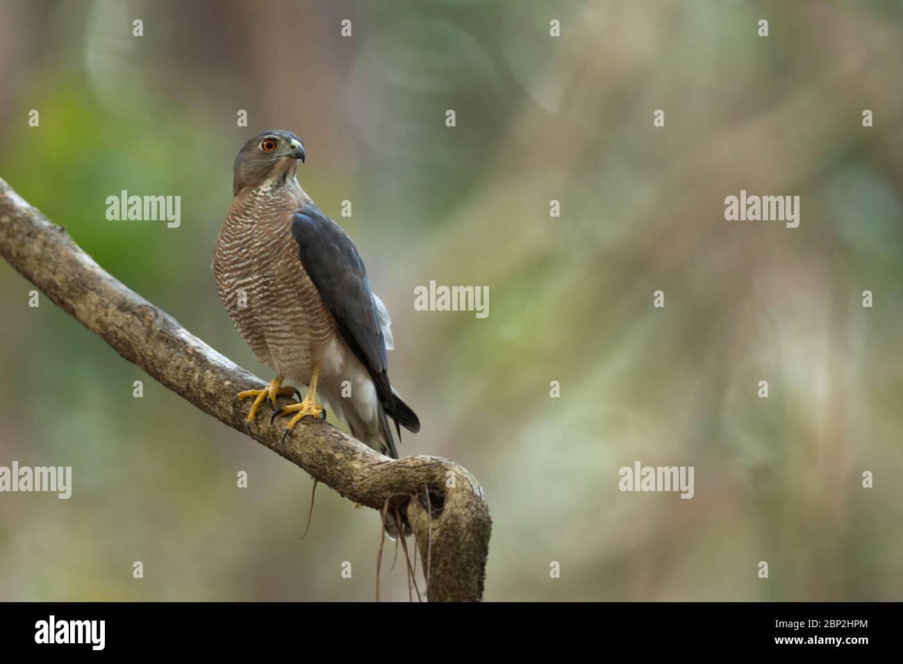 Shikra Accipiter badius, homme immature, perché sur une branche dans une forêt, parc national de Mollem, Goa, Inde, janvier Banque D'Images