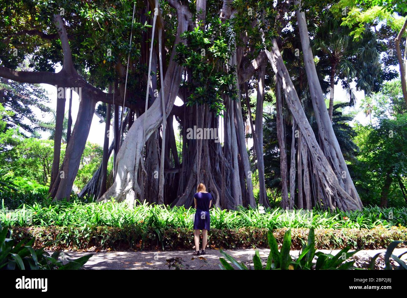 Ficus géant dans le jardin botanique de Ténérife Photo Stock - Alamy