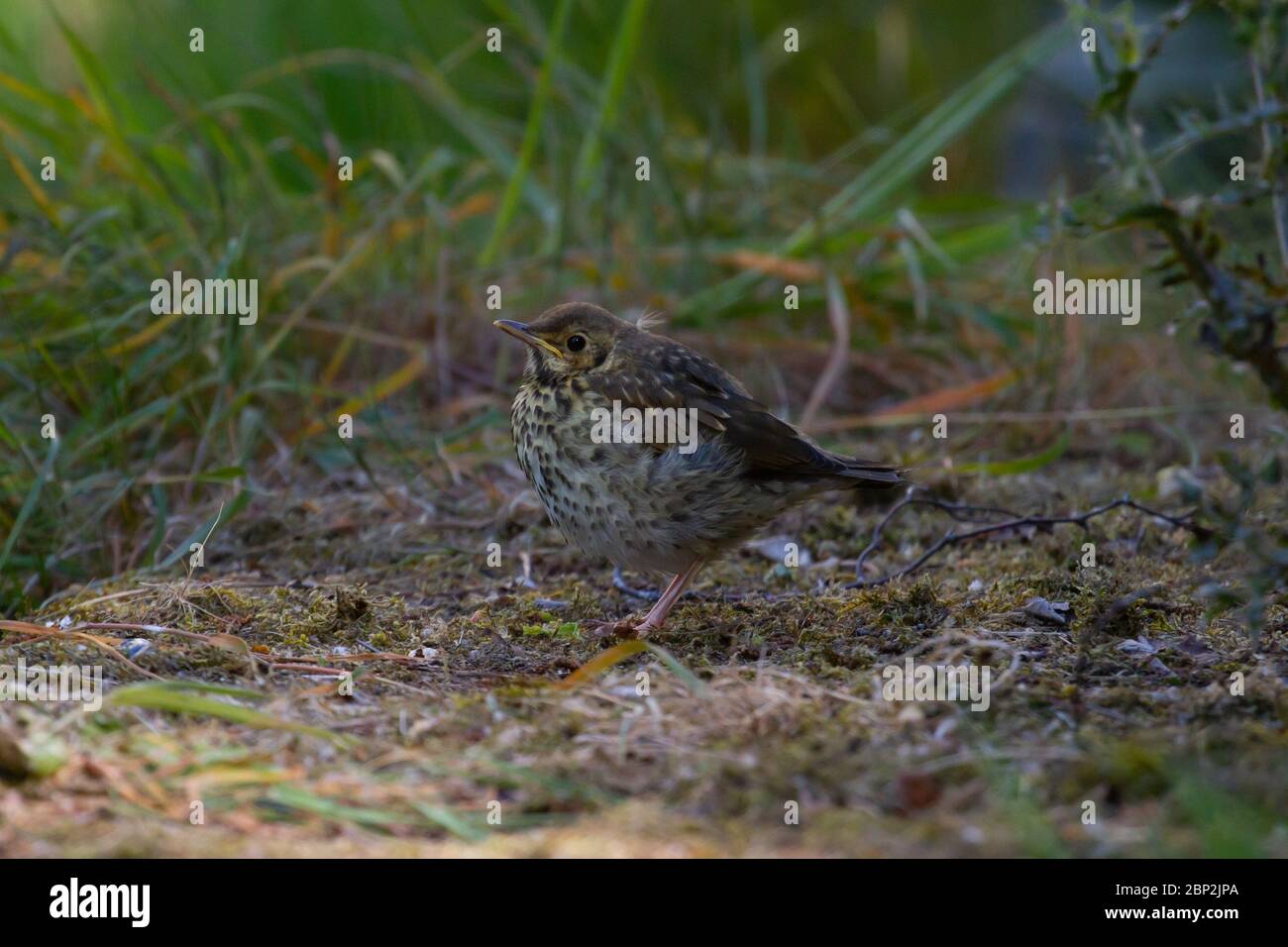 SONG Thrush Turdus philomelos. Une seule jeune attendant l'oiseau parent. Ressort. Îles britanniques. Banque D'Images