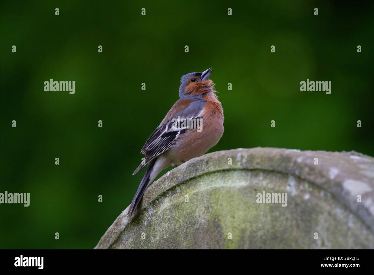 Chaffinch Fringilla coelebs. Un seul homme chantant sur la pierre tombale. Ressort. Îles britanniques. Banque D'Images