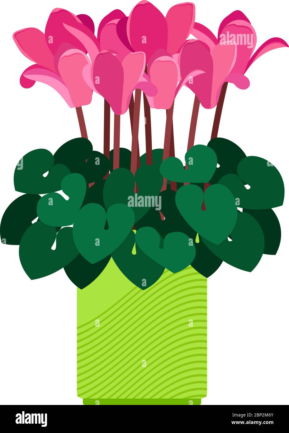 Plante maison de cyclamen en pot de fleur illustration vectorielle sur fond blanc Illustration de Vecteur